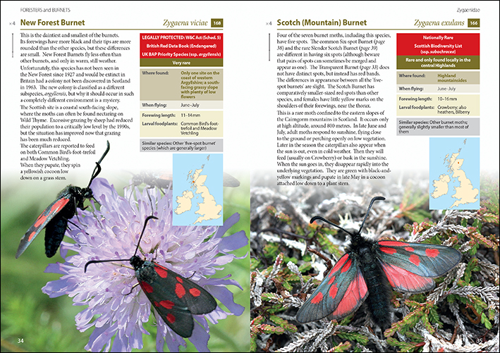 A page from Britain's Day-flying Moths